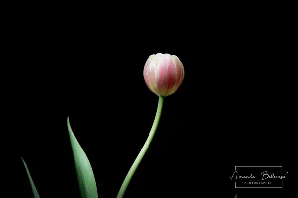 Photographie de produit